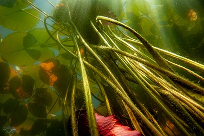 Seerosenstengel unter Wasser