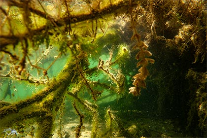 Wasserpflanzen im Uferbereich eines Baggersees am Oberrhein