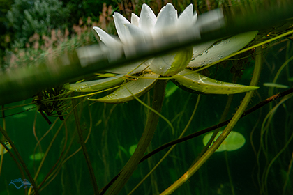 Seerosenblüte direkt unter der Wasseroberfläche