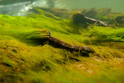 Bohle und Bohlennagel, Grünalgen, Wehr, unterwasser, Kleine Isar München