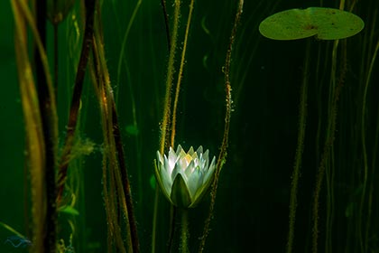 Seerosenblatt unter Wasser
