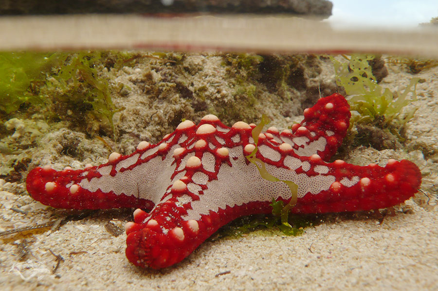 Lincks Walzenseestern an der Küste von Tansania