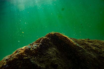 Wackerstein am Seegrund mit aufgewirbelten Sedimenten