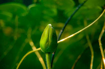 Eine Seerosenknospe unter Wasser