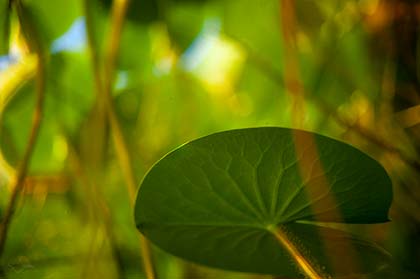 Seerosenblatt tief unter der Wasseroberfläche