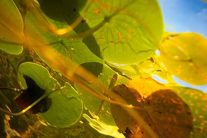 Seerosenblätter an der Wasseroberfläche