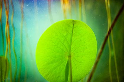 ein Seerosenblatt unterwasser zwischen Seerosenstengeln 