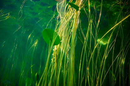 Viele Seerosenstengel sowie Seerosenblätter und ein Sonnenstrahl