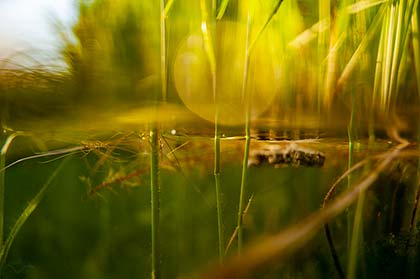 Schlifhalme durchbrichen die Wasseroberfläche