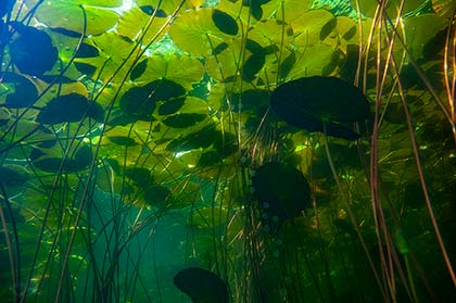 Unterseite der Schwimmblätter von Seerosen
