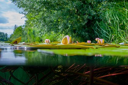 rosafarbene Seerosenblüten durchbrechen die Seeoberfläche