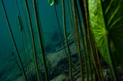 Seegrund mit Seerosen