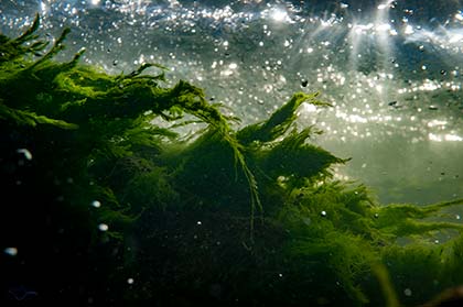 Bewegung der Algen durch die Strömung der Isar