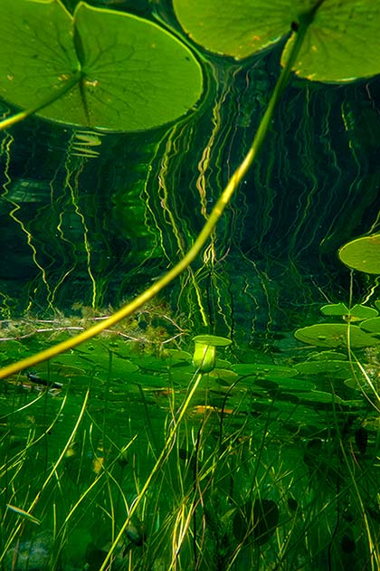 Seerosenstengel unter Wasser und Seerosenblätter sowie Seerosenknospen an der Wasseroberfläche.
