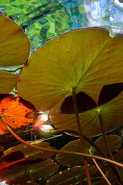 Unterseite von Seerosenblättern und eine Seerosenblüte von unten betrachtet